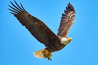 Eagle flying through the air